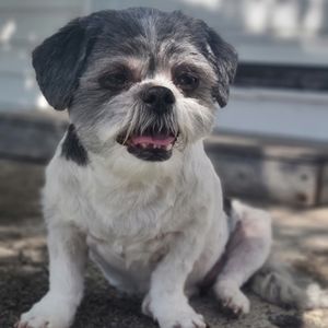 Meet your Posher, Luna